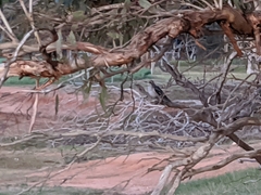 Chrysococcyx osculans