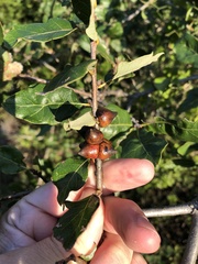 Disholcaspis pattersoni