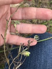 Crotalaria sagittalis