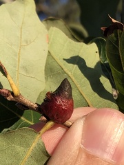 Disholcaspis pattersoni