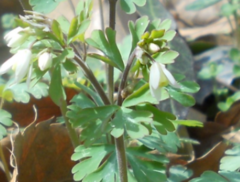 Chinese columbine (Semiaquilegia)