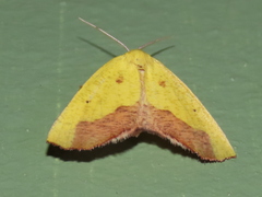 Drepanogynis cambogiaria