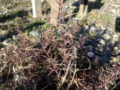Berberis empetrifolia