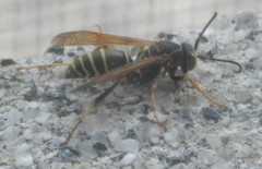 Polistes fuscatus