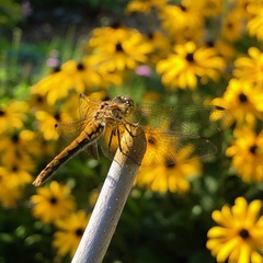 Sympetrum semicinctum