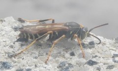 Polistes fuscatus