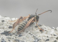 Polistes fuscatus