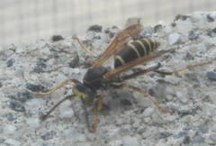 Polistes fuscatus
