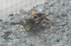 Polistes fuscatus