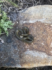 Lamprophis fuscus