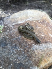 Lamprophis fuscus