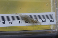 Palaemon kadiakensis