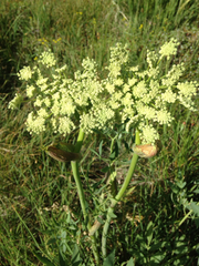 Angelica californica