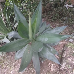 Agave mitis