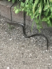 Ophisaurus ventralis