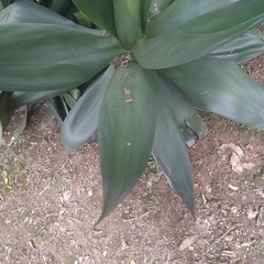 Agave mitis