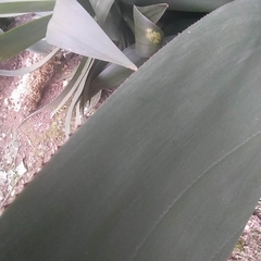 Agave mitis