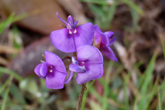 Swainsona behriana