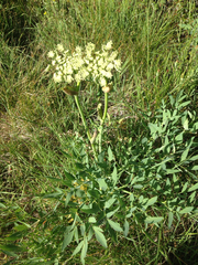 Angelica californica