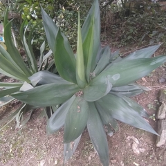 Agave mitis