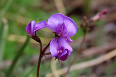 Swainsona behriana