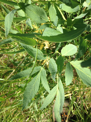 Angelica californica