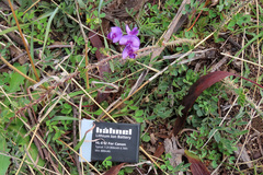 Swainsona behriana