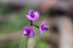 Swainsona behriana