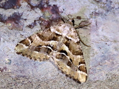 Chiasmia inaequilinea