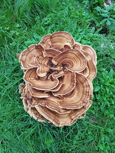Giant Polypore