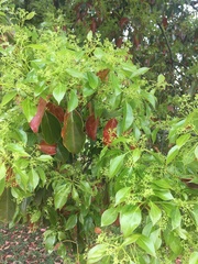 Cinnamomum glanduliferum