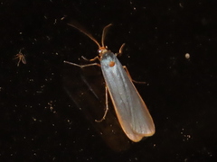 Sozusa scutellata