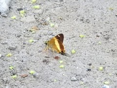 Hasora schoenherr chuza