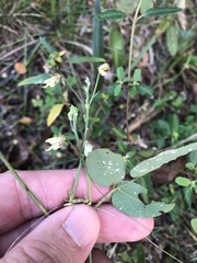 Desmodium tweedyi