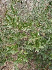 Maytenus ilicifolia