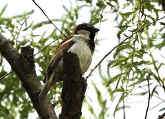 Passer domesticus