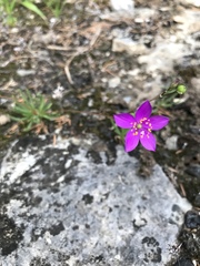 Phemeranthus calcaricus