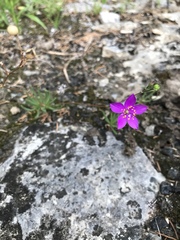 Phemeranthus calcaricus