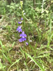 Lobelia gattingeri