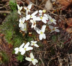 Stylidium hispidum