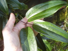 Clematis armandii