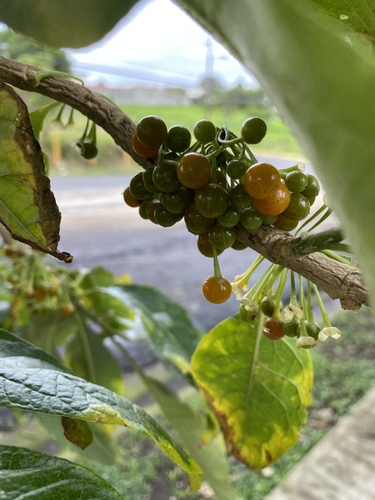Acnistus arborescens - Whole tree