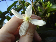 Clematis armandii