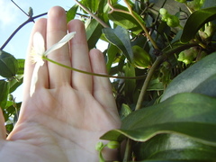 Clematis armandii