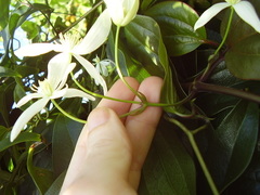 Clematis armandii