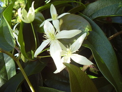 Clematis armandii