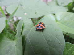 Botanochara decempustulata