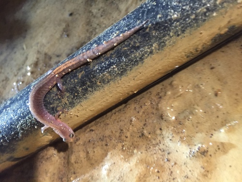 Northern Zigzag Salamander