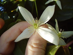 Clematis armandii