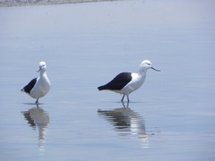 Recurvirostra andina